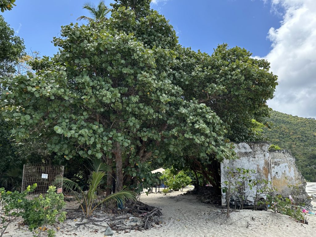Photograph of a tree-covered pathway next to the ruins at Cinnamon Bay in Virgin Islands National Park.