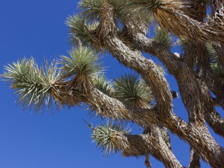Joshua Tree