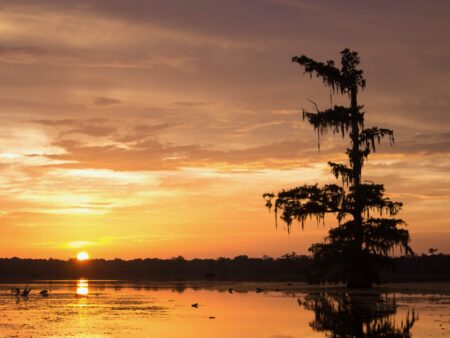 Sunset in the Swamp