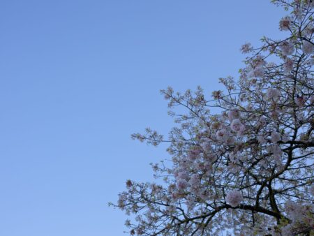Cherry Blossom