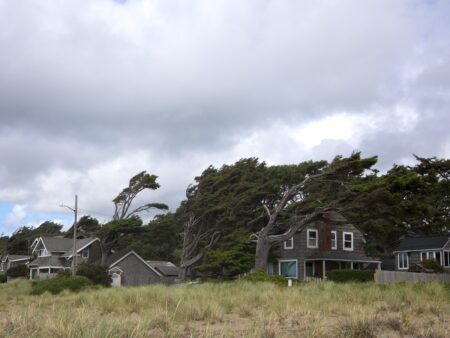 Windswept