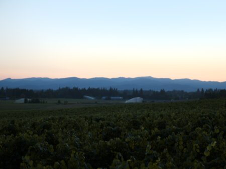 Vineyard