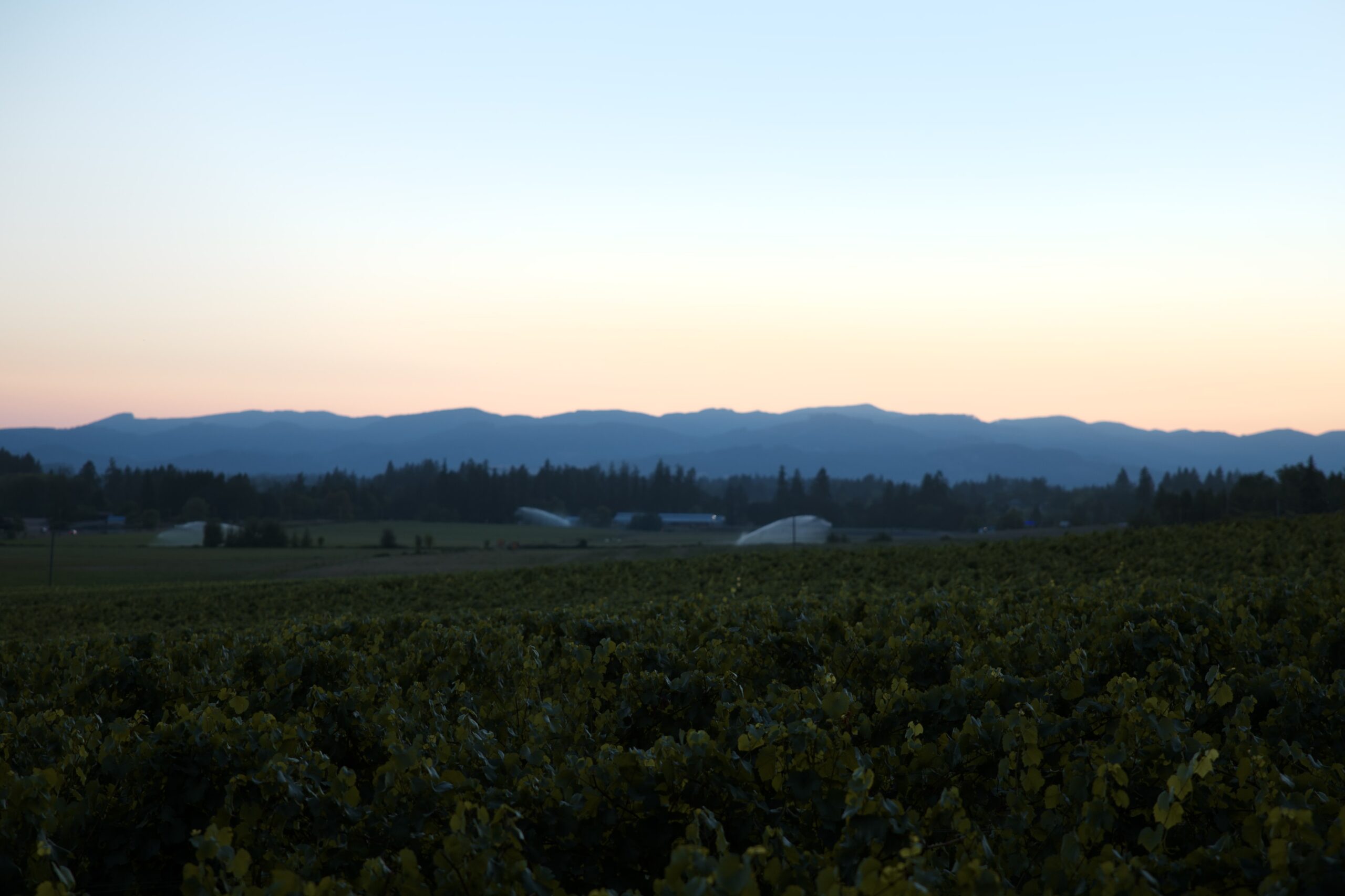 Vineyard